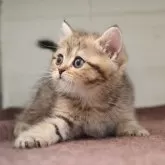 ブリティッシュショートヘア