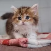 ミヌエット(短足)