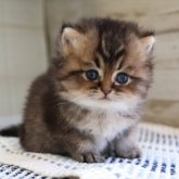 ブリティッシュロングヘア
