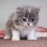 スコティッシュフォールド(立ち耳)