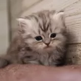 ミヌエット(短足)