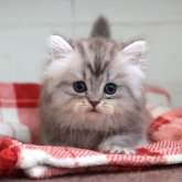 ミヌエット(短足)