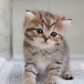 ブリティッシュショートヘア