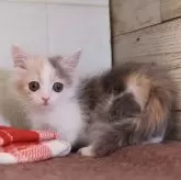 マンチカン(短足)