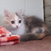 マンチカン(短足)