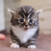 マンチカン(短足)