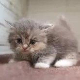 サイベリアン