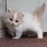 マンチカン(短足)