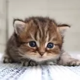 ブリティッシュショートヘア