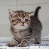 ブリティッシュショートヘア