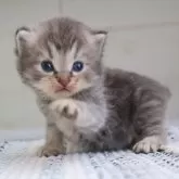 サイベリアン