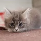 マンチカン(短足)