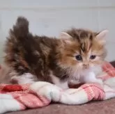 ミヌエット(短足)