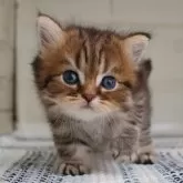ブリティッシュショートヘア