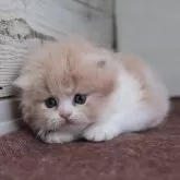 スコティッシュフォールド(折れ耳)