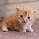 マンチカン(短足)