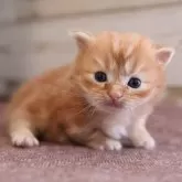 マンチカン(短足)