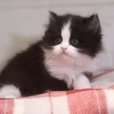 マンチカン(長足)【愛知県・女の子・2025年1月24日・ブラックホワイト】の写真1