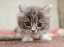 マンチカン(短足)【愛知県・女の子・2025年9月29日・ブルータビーホワイト】の写真2