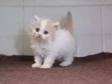 マンチカン(短足)【愛知県・男の子・2025年8月28日・クリームタビーホワイト】の写真2