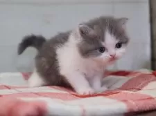 マンチカン(長足)【愛知県・男の子・2025年11月14日・ブルータビーホワイト】の写真2