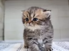 ブリティッシュショートヘア【愛知県・男の子・2025年7月24日・ブラウンタビー】の写真2