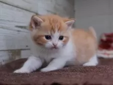 マンチカン(長足)【愛知県・男の子・2025年11月18日・レッドタビーホワイト】の写真2