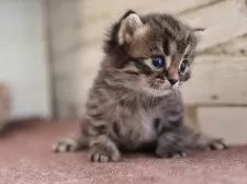 サイベリアン【愛知県・男の子・2025年10月28日・ブラウンタビー】の写真2