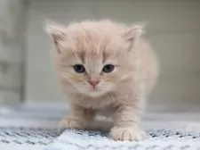 サイベリアン【愛知県・女の子・2025年4月26日・クリームタビーホワイト】の写真2