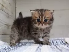 ブリティッシュショートヘア【愛知県・男の子・2025年7月24日・ブラウンタビー】の写真3