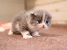 マンチカン(長足)【愛知県・男の子・2025年11月26日・ブルータビーホワイト】の写真3