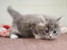 マンチカン(短足)【愛知県・女の子・2025年9月29日・ブルータビーホワイト】の写真3