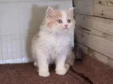 マンチカン(長足)【愛知県・女の子・2025年8月28日・クリームタビーホワイト】の写真4