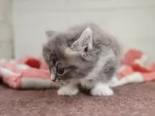 マンチカン(短足)【愛知県・女の子・2025年9月29日・ブルータビーホワイト】の写真4