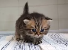 ブリティッシュショートヘア【愛知県・男の子・2025年7月24日・ブラウンタビー】の写真4