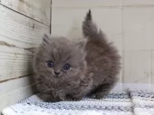 ミヌエット(短足)【愛知県・男の子・2025年4月10日・ブルータビー】の写真3