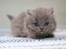 ミヌエット(短足)【愛知県・男の子・2025年4月10日・ブルータビー】の写真4