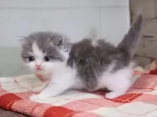 マンチカン(長足)【愛知県・男の子・2025年11月14日・ブルータビーホワイト】の写真5