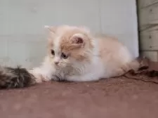 マンチカン(長足)【愛知県・女の子・2025年8月28日・クリームタビーホワイト】の写真6