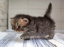 ブリティッシュショートヘア【愛知県・男の子・2025年7月24日・ブラウンタビー】の写真6