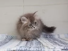 ミヌエット(長足)【愛知県・女の子・2025年4月27日・ブルータビーホワイト】の写真6