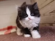 マンチカン(長足)【愛知県・女の子・2025年1月24日・ブラックホワイト】の写真3