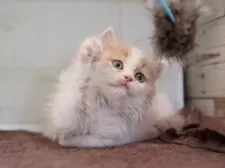 マンチカン(長足)【愛知県・女の子・2025年8月28日・クリームタビーホワイト】の写真7