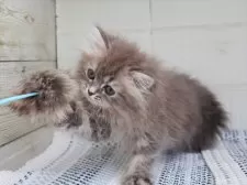 ミヌエット(長足)【愛知県・女の子・2025年4月27日・ブルータビーホワイト】の写真7