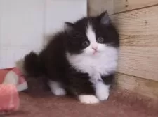 マンチカン(長足)【愛知県・女の子・2025年1月24日・ブラックホワイト】の写真2