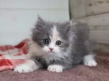 マンチカン(長足)【愛知県・女の子・2025年9月1日・ダイリュートキャリコ】の写真7