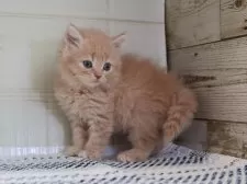 サイベリアン【愛知県・女の子・2025年4月26日・クリームタビーホワイト】の写真7