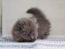 ミヌエット(短足)【愛知県・男の子・2025年4月10日・ブルータビー】の写真8