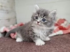 マンチカン(短足)【愛知県・女の子・2025年9月29日・ブルータビーホワイト】の写真8