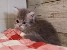 ミヌエット(短足)【愛知県・男の子・2024年11月24日・ブルータビーホワイト】の写真3